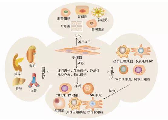 干細(xì)胞移植治療2型糖尿病機(jī)制原理