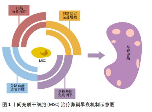 間充質(zhì)干細(xì)胞治療卵巢早衰機制示意圖