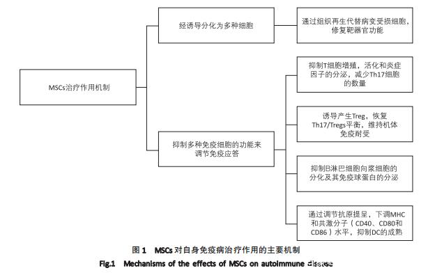 干細(xì)胞治療自身免疫性疾病的主要機(jī)制