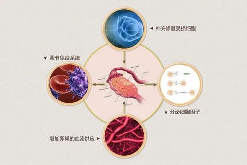 临床案例分享丨干细胞成功治疗卵巢早衰