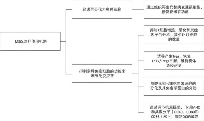 干細(xì)胞移植治療自身免疫病的主要機(jī)制