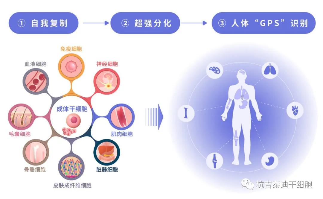 干細(xì)胞分化機(jī)制