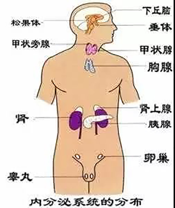 內(nèi)分泌系統(tǒng)分布