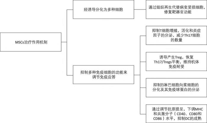 干細胞移植治療自身免疫性疾病的主要機制