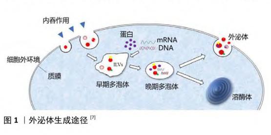 外泌體生成途徑