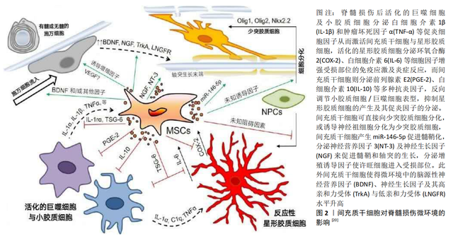 干細胞治療脊髓損傷的作用機制