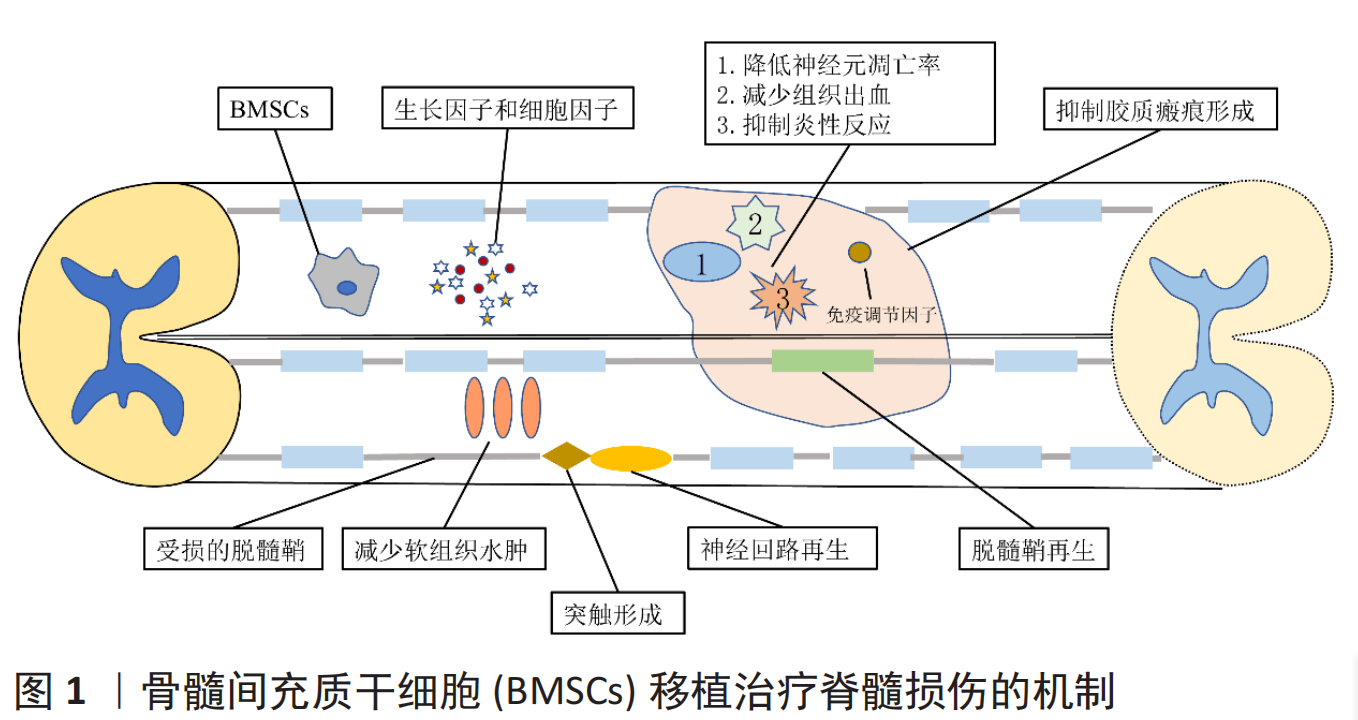 干細(xì)胞移植治療脊髓損傷的機(jī)制原理