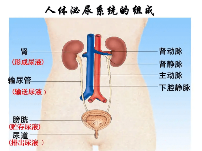 人體泌尿系統(tǒng)的組成