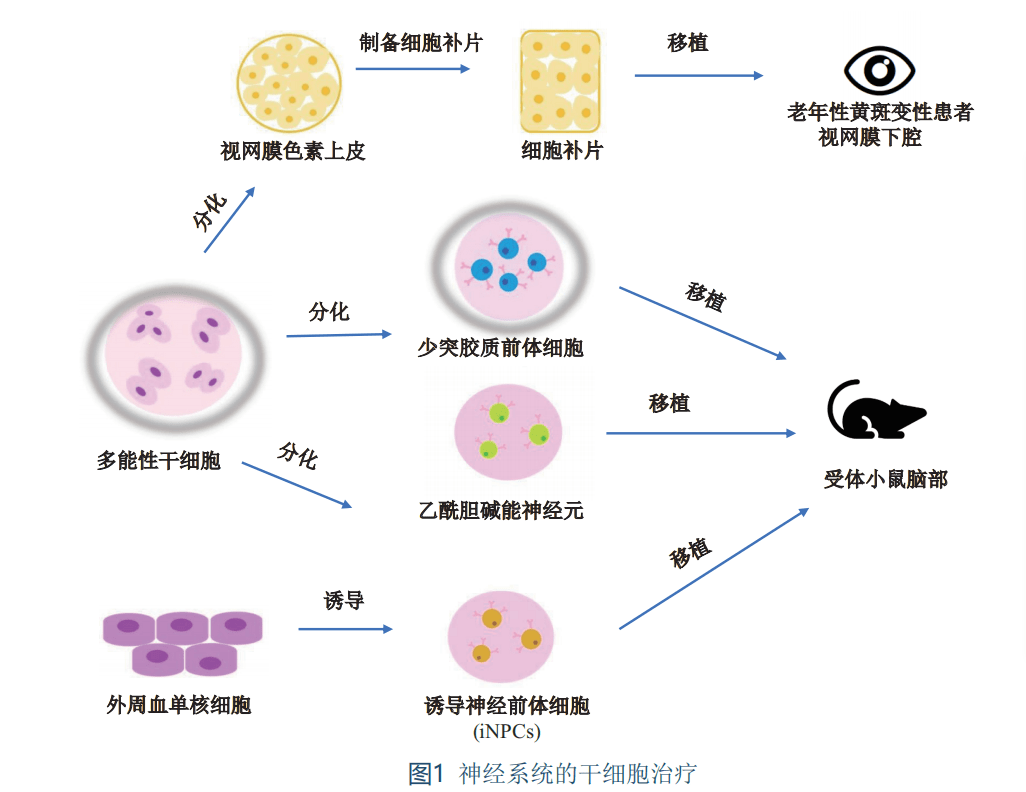 干細胞治療神經系統(tǒng)