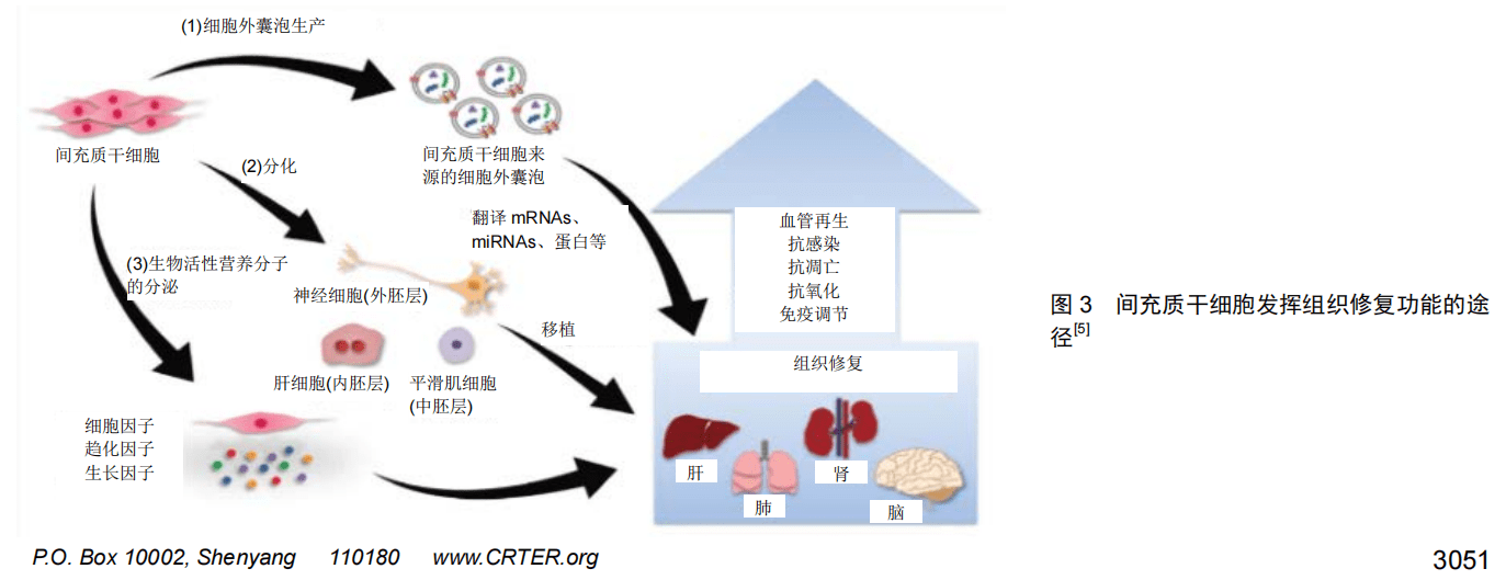 間充質(zhì)干細(xì)胞發(fā)揮組織修復(fù)功能的途徑