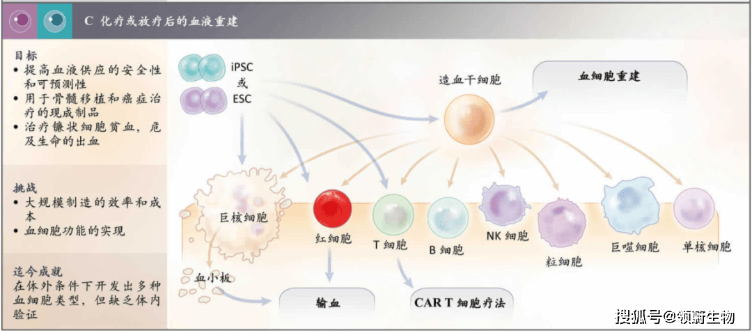 放化療后的血液重建