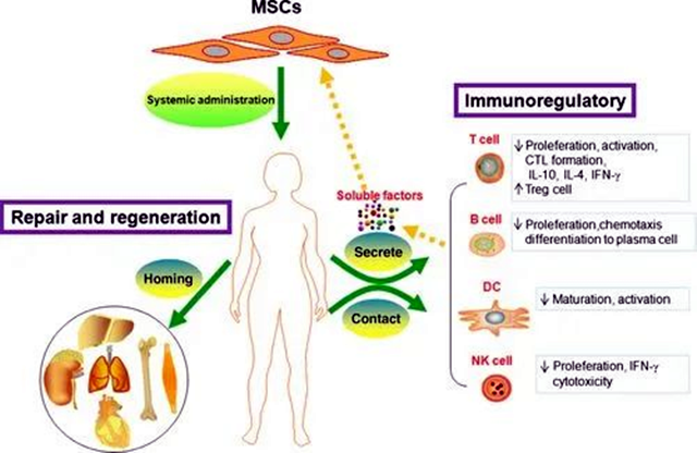 干細(xì)胞治療系統(tǒng)性紅斑狼瘡作用機(jī)制
