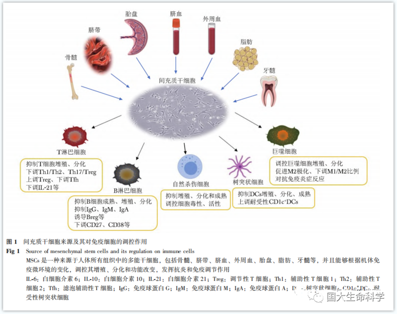 間充質(zhì)干細(xì)胞對(duì)免疫細(xì)胞的調(diào)控作用