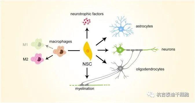 图2：神经干细胞治疗潜力的简要说明。NSC，神经干细胞