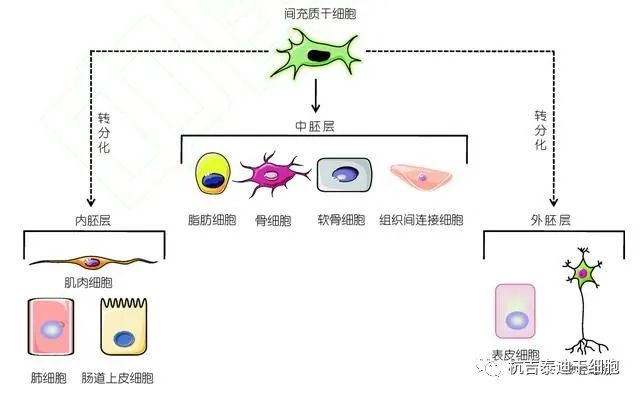 间充质干细胞分化图