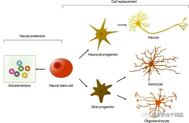 神经干细胞移植治疗疾病的特性