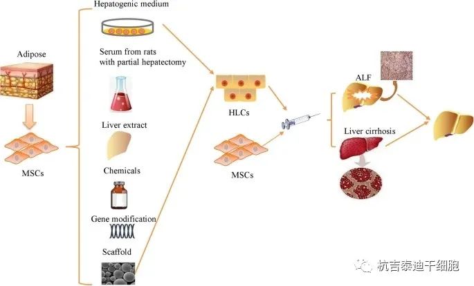 肝细胞样细胞和脂肪间充质干细胞的移植有助于各种肝病的肝再生