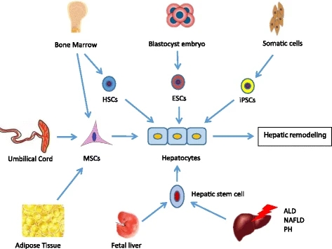 从不同组织中分离出来的不同类型的干细胞分化为肝细胞。