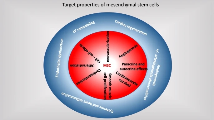 间充质干细胞的目标特性。MSC作用机制（红色圆圈）与射血分数降低心力衰竭关键成分（蓝色圆圈）的关系