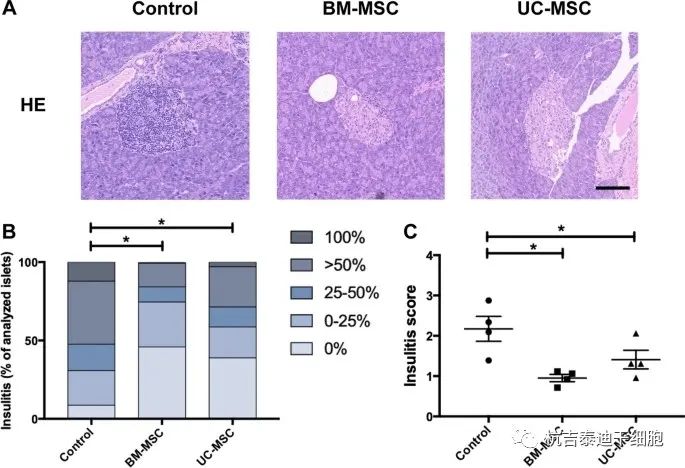 BM-MSCs或UC-MSCs输注对NOD小鼠胰岛炎的影响