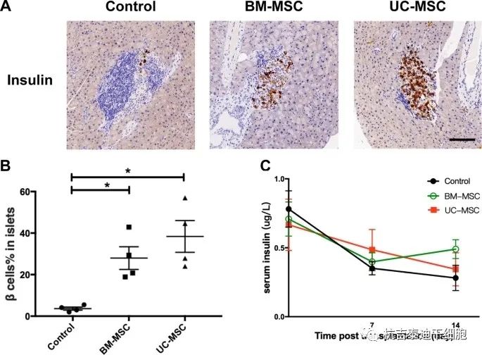 BM-MSCs或UC-MSCs输注对β细胞质量和胰岛素产生的影响