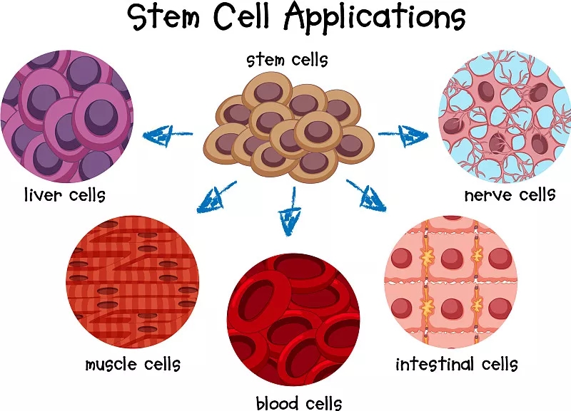 不同干细胞的图表