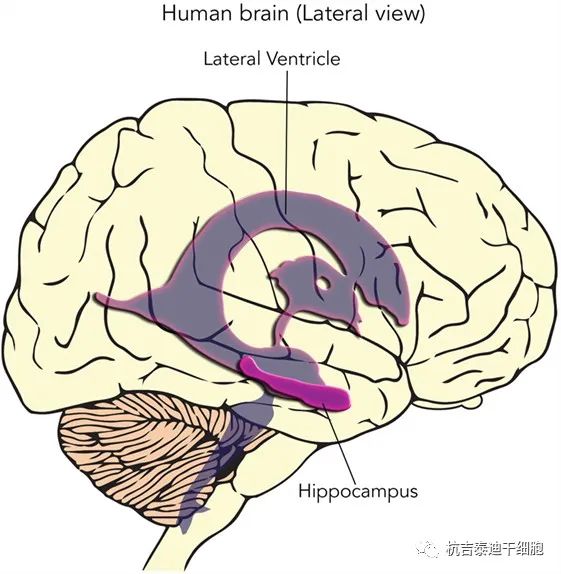 图3：在这张人脑的侧视图中，显示了称为海马体和侧脑室的大脑区域的位置，位于大脑深处