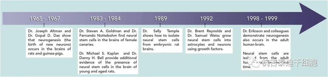 图4-此时间线显示神经干细胞研究的开创性发现何时发生。这些贡献为今天该领域的进步奠定了基础。