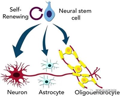 图2-神经干细胞能够“自我更新