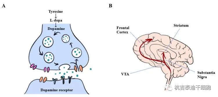 图1：多巴胺能神经元中多巴胺生物合成和大脑中多巴胺释放的途径