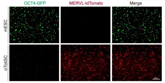 从mESC到ciTotiSC的化学定向诱导（OCT4绿色荧光标记的是多能干细胞，MERVL红色荧光标记的是全能干细胞）