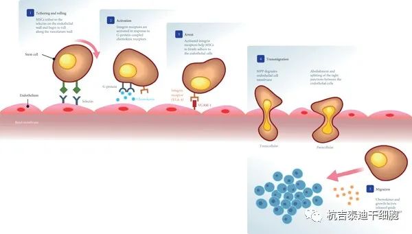 间充质干细胞的归巢机制