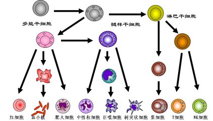 了解什么是干细胞？干细胞知识汇总！(图2)