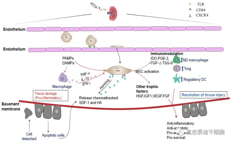 图3：通过免疫调节和嗜性因子分泌介导的骨髓间充质干细胞的肾脏保护作用。