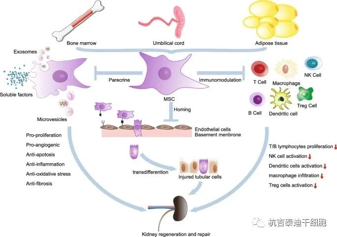 间充质干细胞治疗肾脏疾病的多种机制