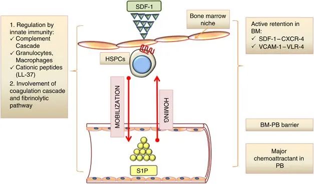 图5：干细胞的归巢效应