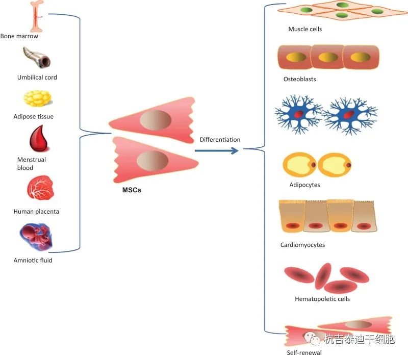 间充质干细胞的不同来源和分化潜力