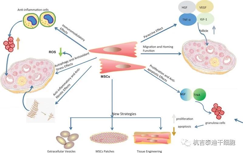 间充质干细胞在卵巢早衰中的潜在机制和新策略