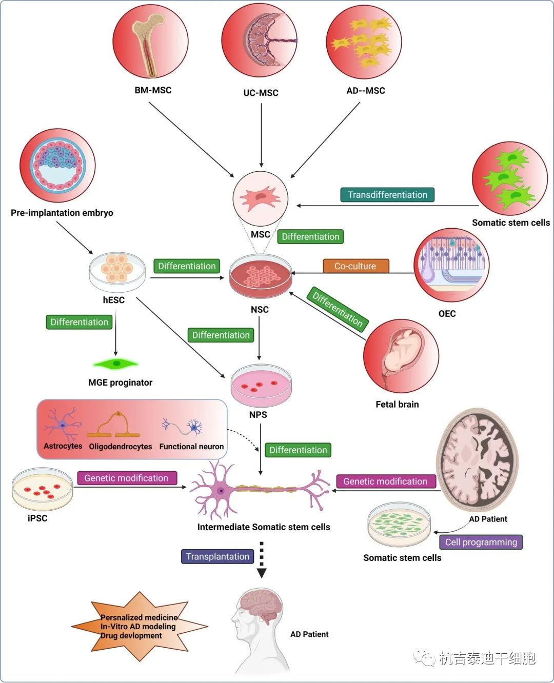 各种干细胞用于对抗阿尔茨海默病