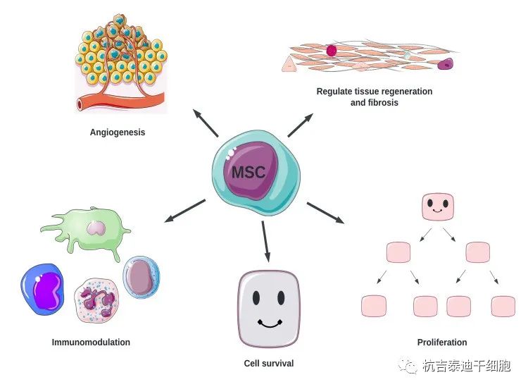 间充质干细胞的作用机制