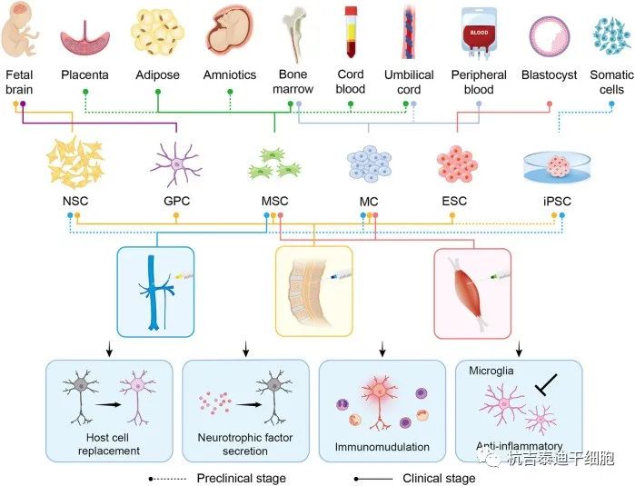图1：干细胞移植在与渐冻症相关的临床前/临床研究中的推导、干预方法和治疗益处的概述。