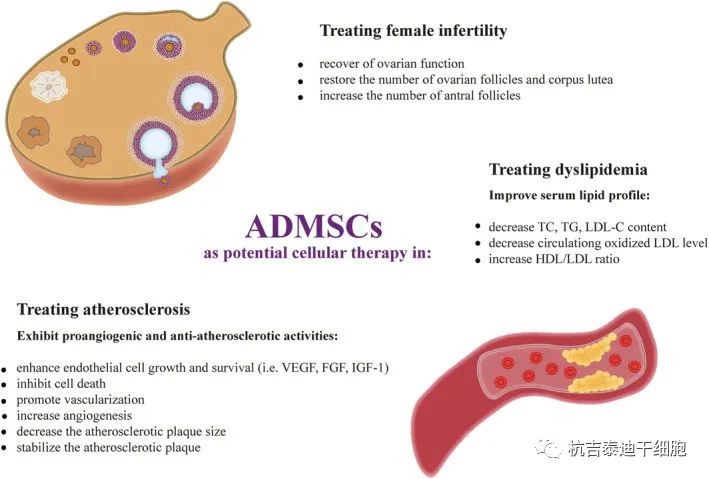 图3：脂肪间充质干细胞在改善血脂、减少动脉粥样硬化和恢复卵巢功能方面的作用的潜在机制