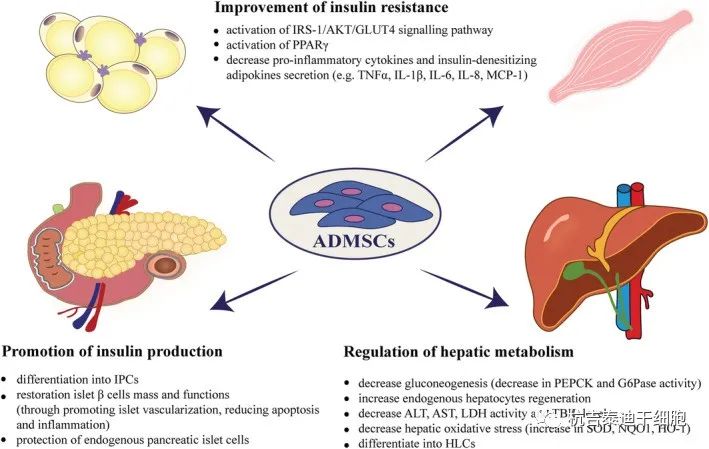 图2：脂肪间充质干细胞对葡萄糖稳态和肝功能的作用机制