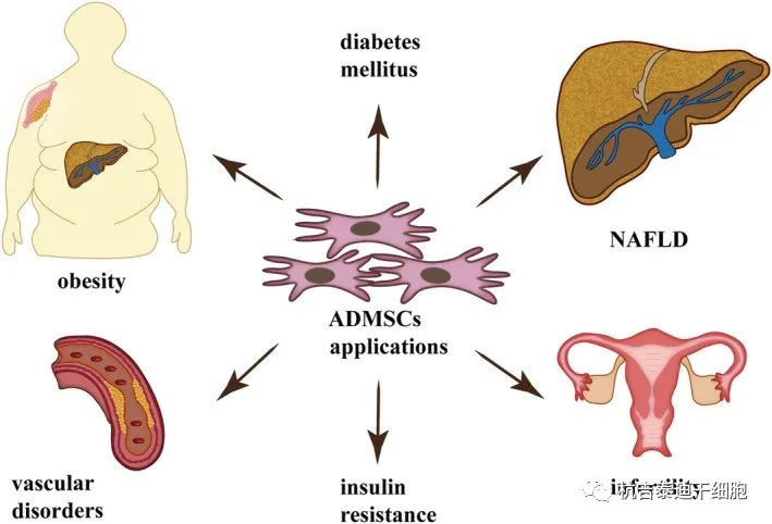图4：脂肪间充质干细胞在治疗肥胖和相关合并症（如糖尿病、胰岛素抵抗、血管疾病、不孕症和 NAFLD）方面的潜在治疗应用