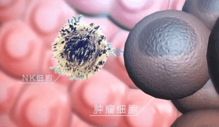 NK细胞识别并杀灭肿瘤细胞