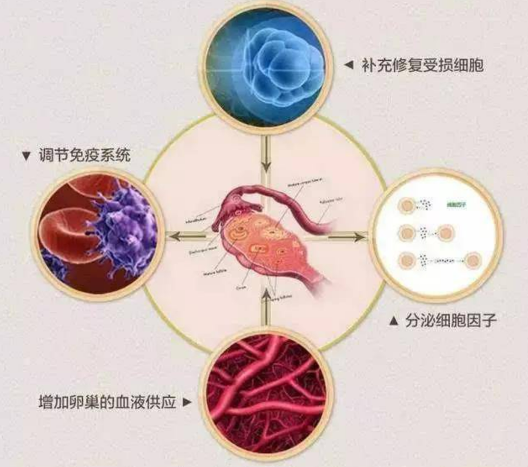 干细胞治疗干预修复卵巢早衰（10问10答）