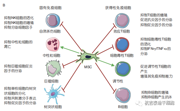 间充质干细胞的免疫调节作用