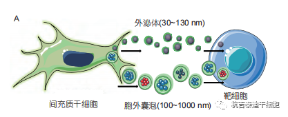 干细胞外泌体作用机制