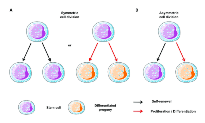 图2：干细胞的自我更新