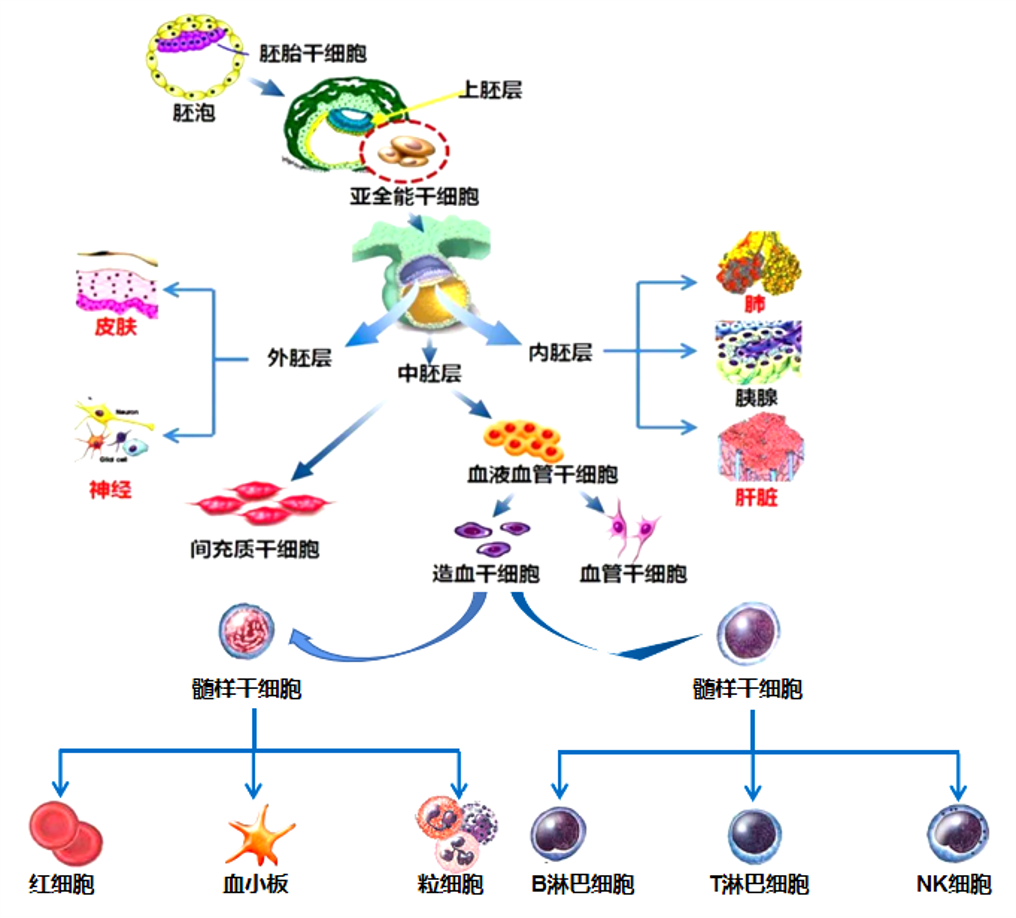 图3：干细胞的分化